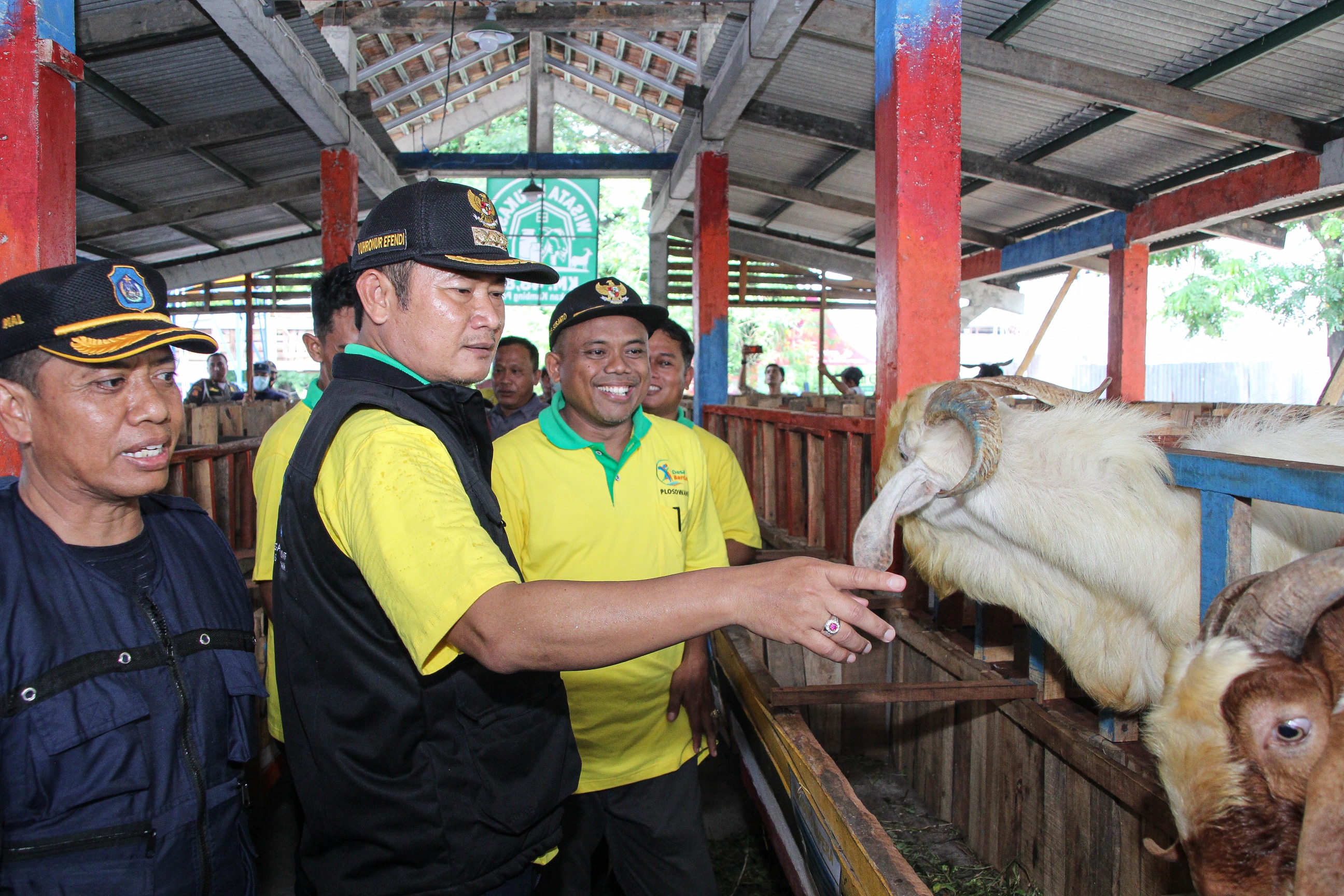 Infopublik Kambing Perah Unggul Ikon Desa Berdaya Plosowahyu