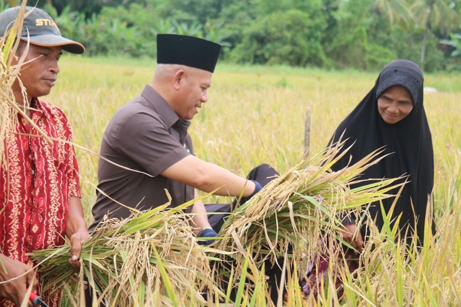 Infopublik Petani Kabupaten Hulu Sungai Utara Gelar Panen Raya Padi