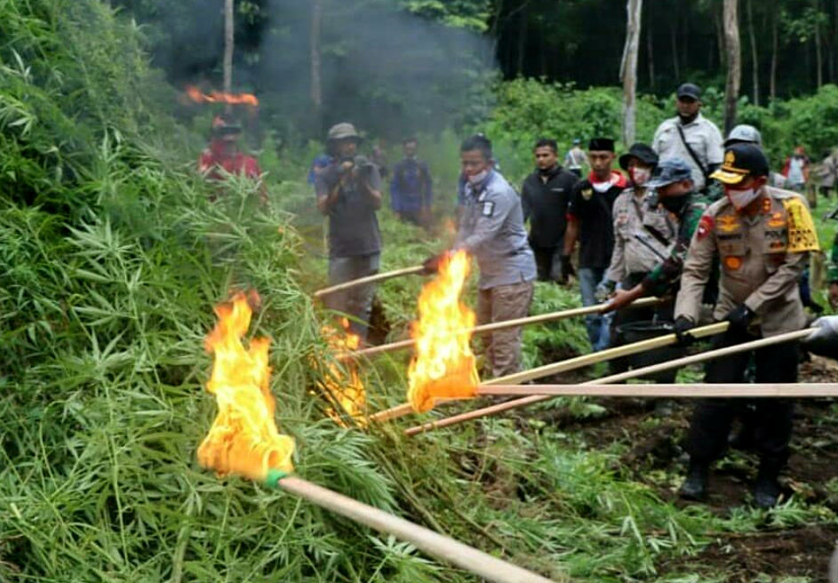 Infopublik Polisi Musnahkan Hektar Ladang Ganja Di Aceh Besar