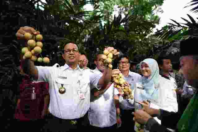 Infopublik Lestarikan Kearifan Lokal Anies Turut Memanen Buah Langka