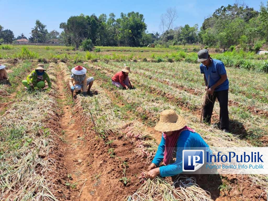 Infopublik Petani Rubaru Sumenep Rasakan Manfaat Upland Project