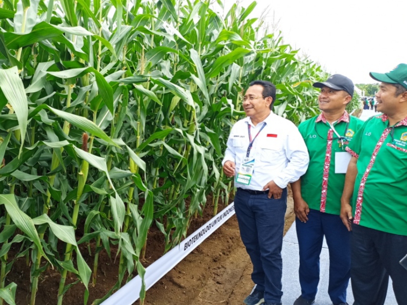 Infopublik Pertama Di Indonesia Benih Jagung Bioteknologi