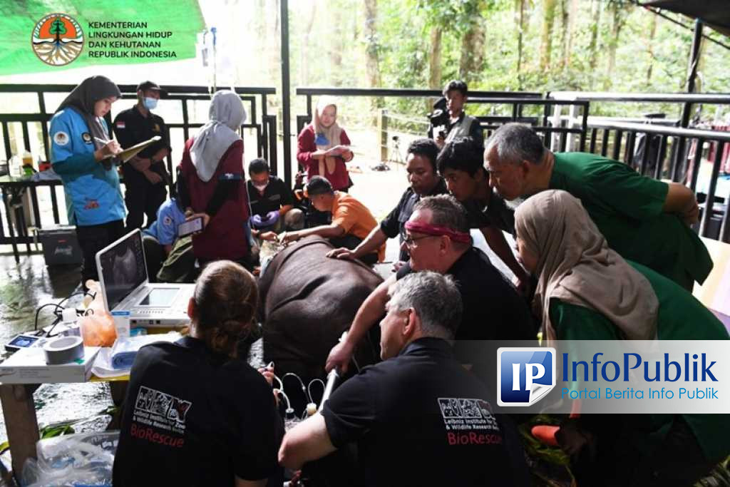 Infopublik Klhk Terapkan Metode Bayi Tabung Untuk Lestarikan Badak