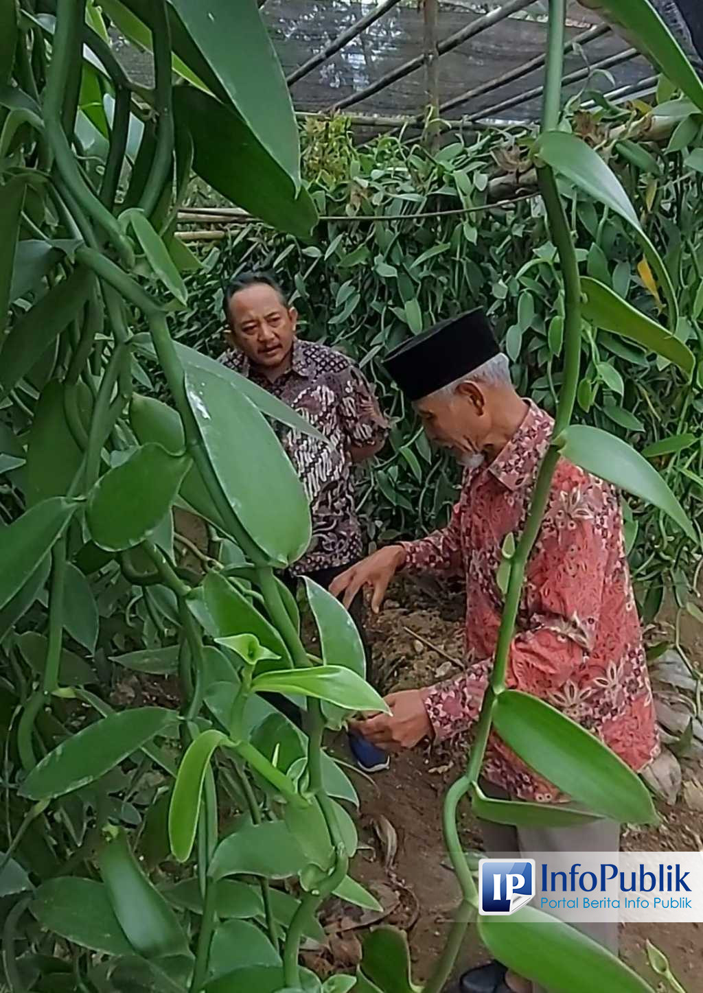 Infopublik Melihat Budi Daya Tanaman Vanili Di Dusun Melikan Desa