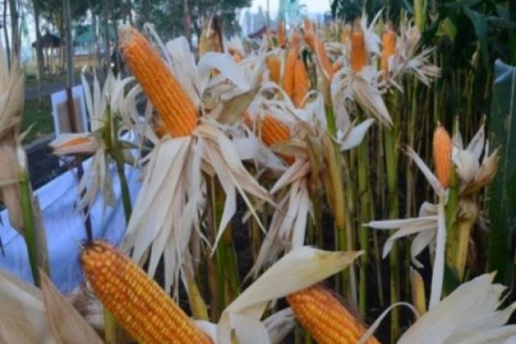 Infopublik Dewan Jagung Nasional Indonesia Tak Perlu Impor Benih Jagung