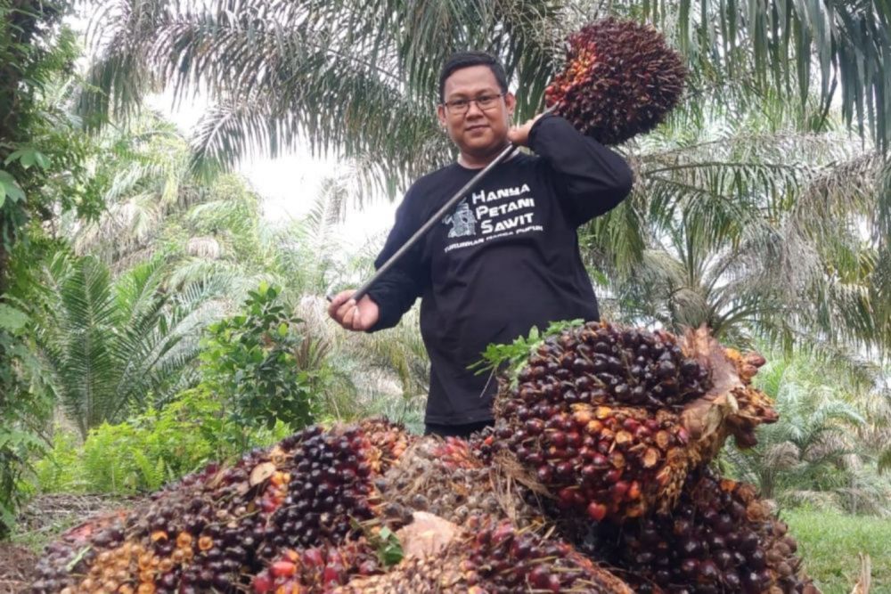 Infopublik Ini Penetapan Harga Tbs Kelapa Sawit Periode