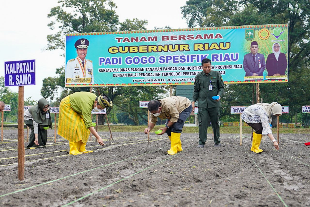 Infopublik Gubri Tanam Padi Sogo Spesifik Riau