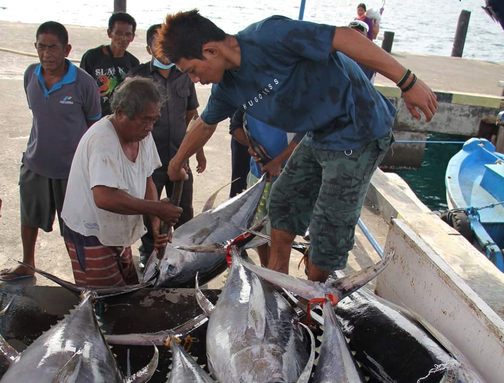 InfoPublik TANGKAPAN IKAN TUNA MENURUN