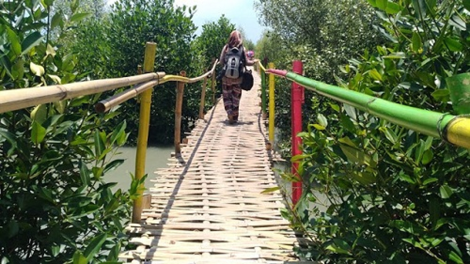 Tempat Wisata Mangrove Di Lampung Timur