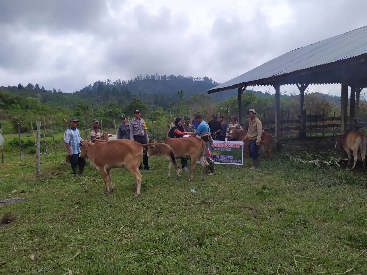 Infopublik Sejumlah Kelompok Ternak Di Bener Meriah Terima Bantuan Sapi