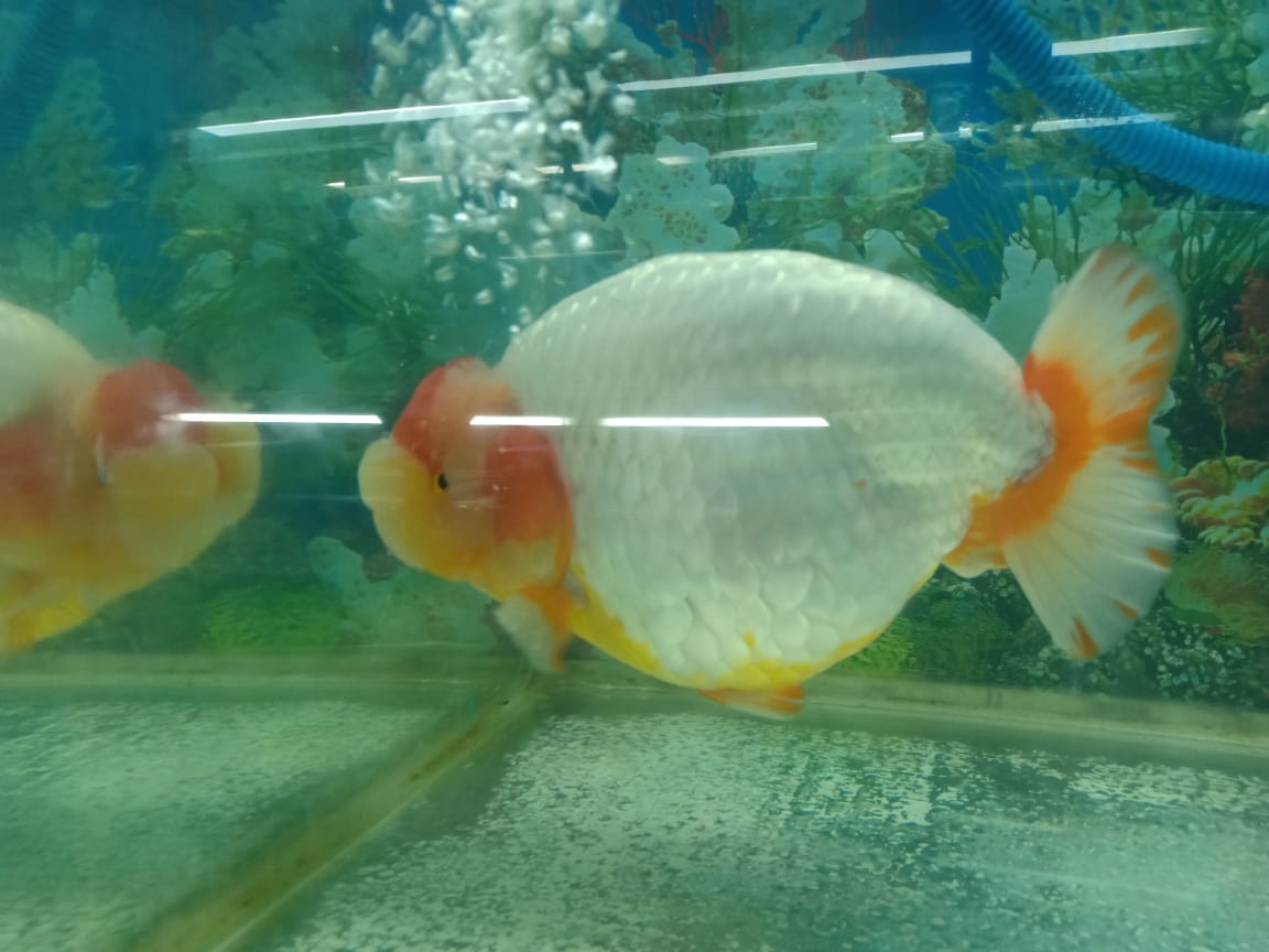 103 Hiasan Aquarium Ikan Mas Koki HD Terbaru