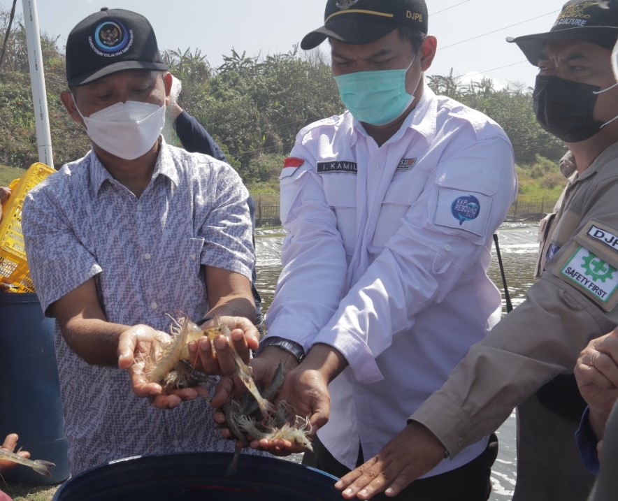 InfoPublik Klaster Tambak Udang Vaname KKP di Cidaun