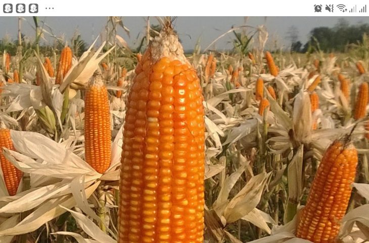 Infopublik Harga Jagung Pipil Di Tingkat Petani Agam Merangkak Naik