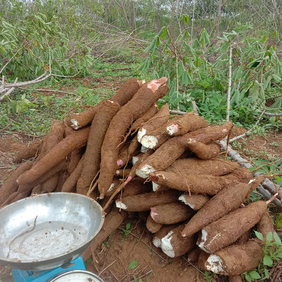 di indonesia ubi kayu dikenal juga sebagai