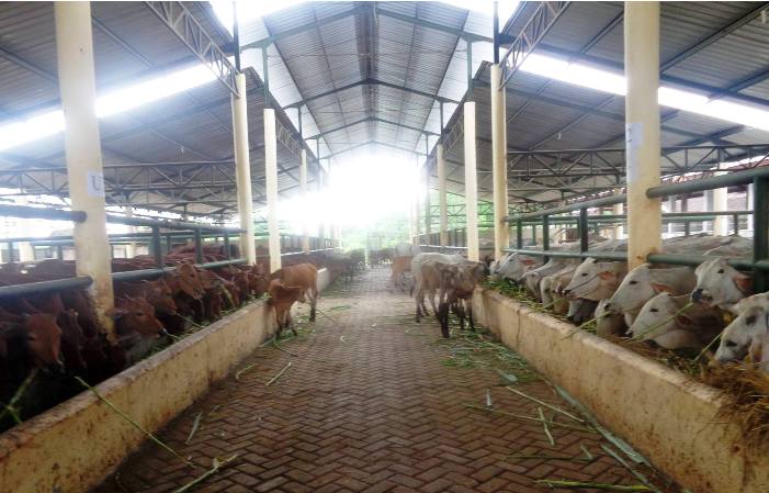 Apa penyebab warga terganggu dengan peternakan sapi