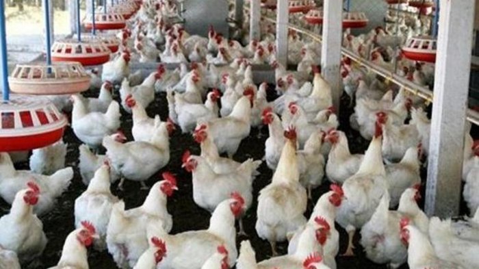 InfoPublik - Pulihkan Harga Ayam, Kementan Minta Pembibit Afkir Parent Stock