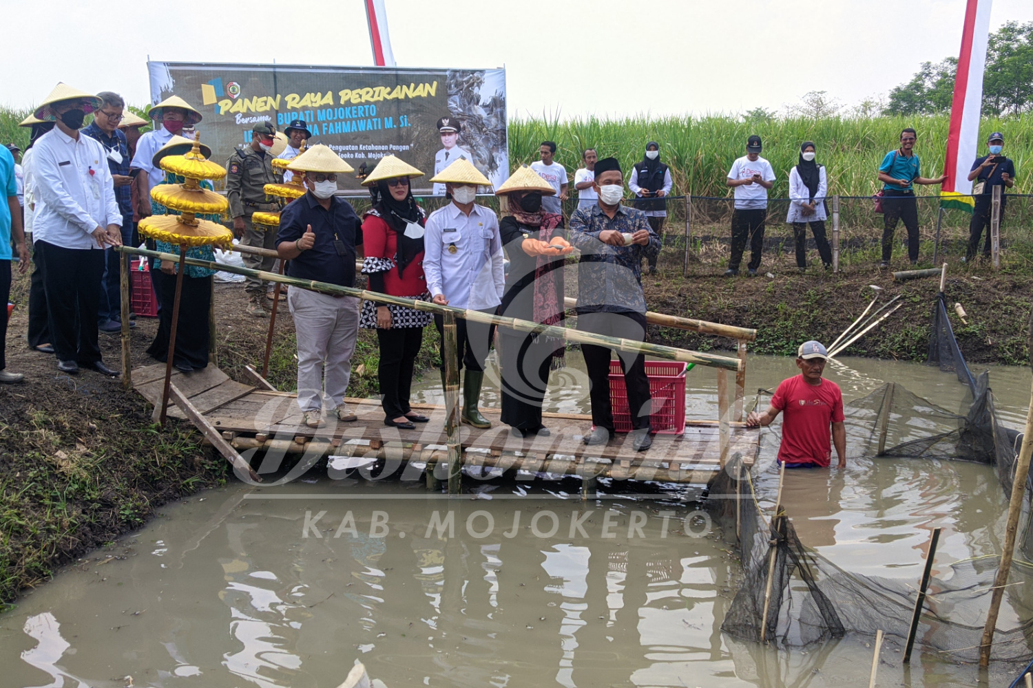 InfoPublik - Bupati Mojokerto Panen Raya Ikan Tawar Di Desa Ngingasrembyong