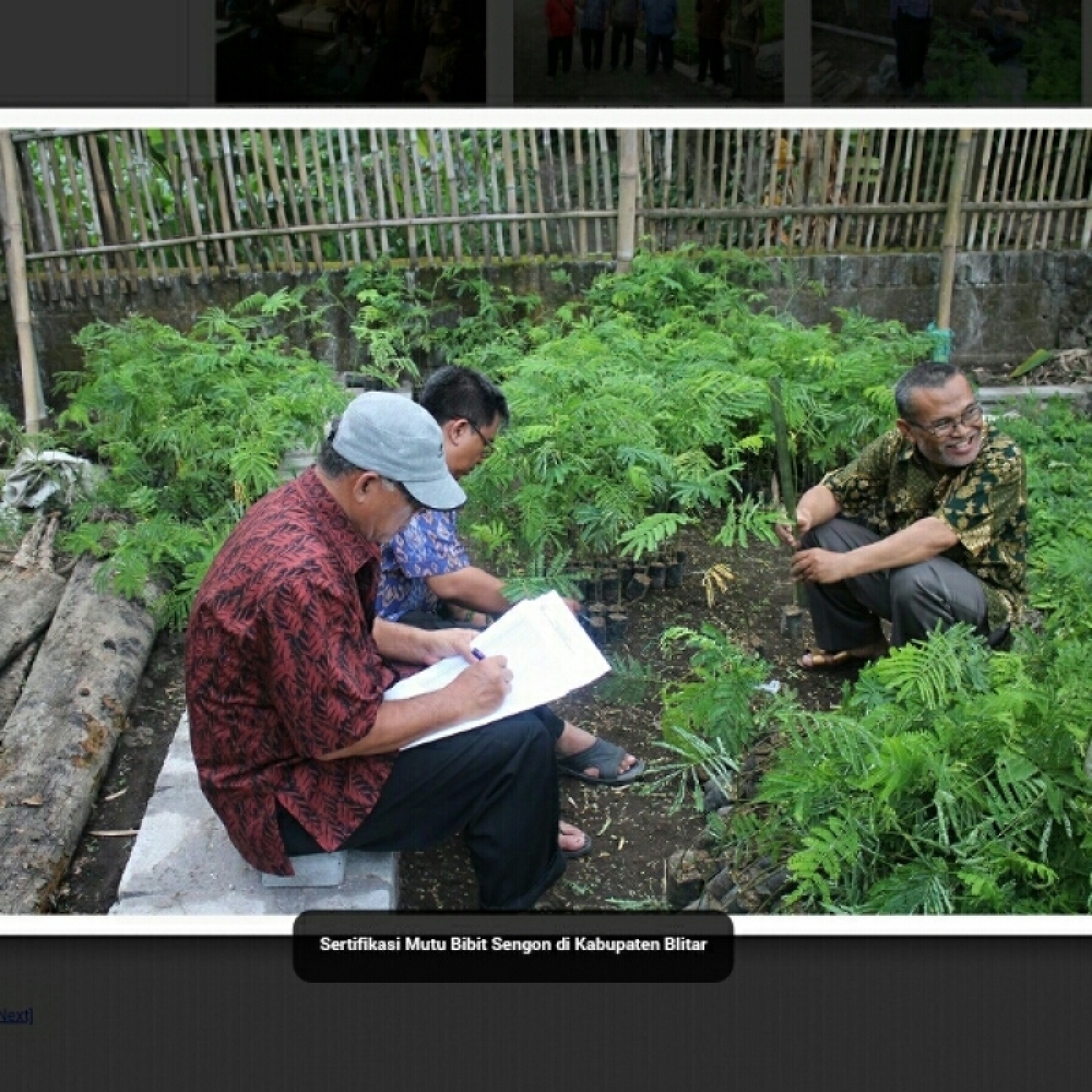 Infopublik Upt Pth Terbitkan Sertifikasi Mutu Bibit Tanaman 7363