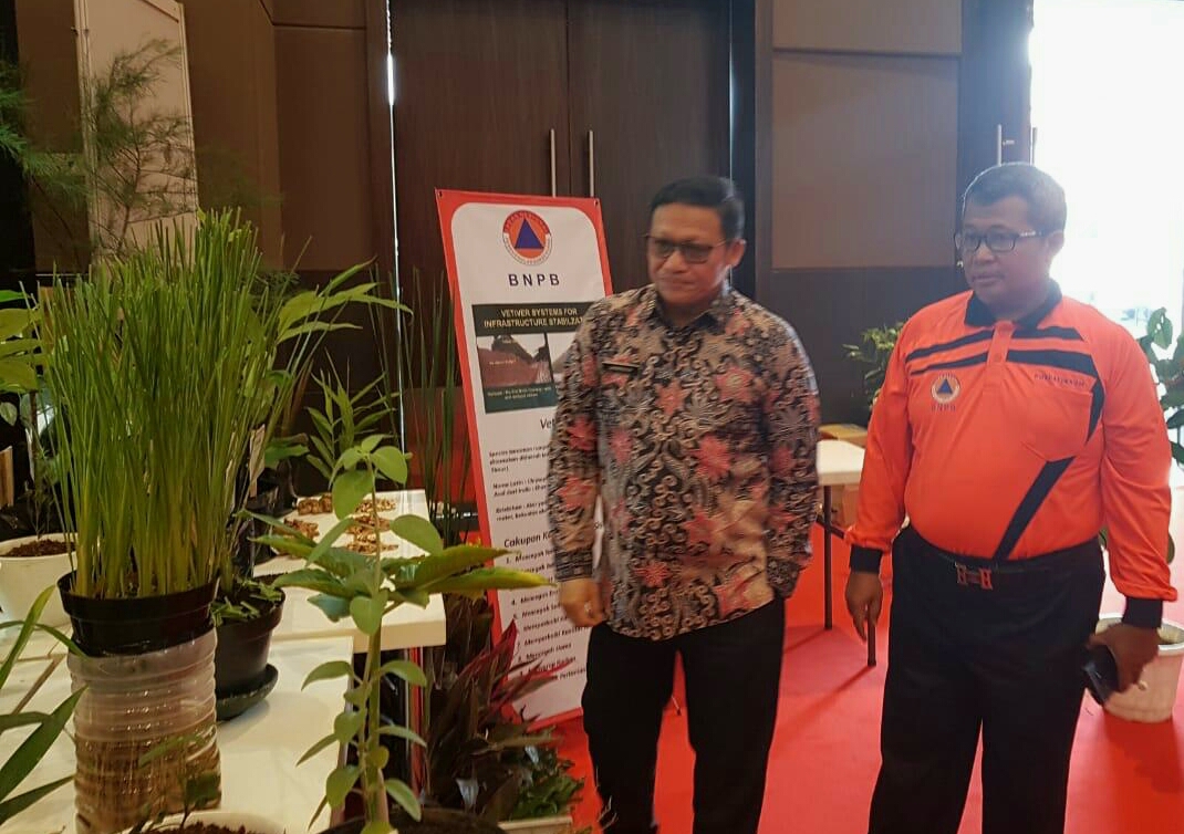 Infopublik Mengenal Tanaman Vetiver Untuk Cegah Longsor Dan Erosi