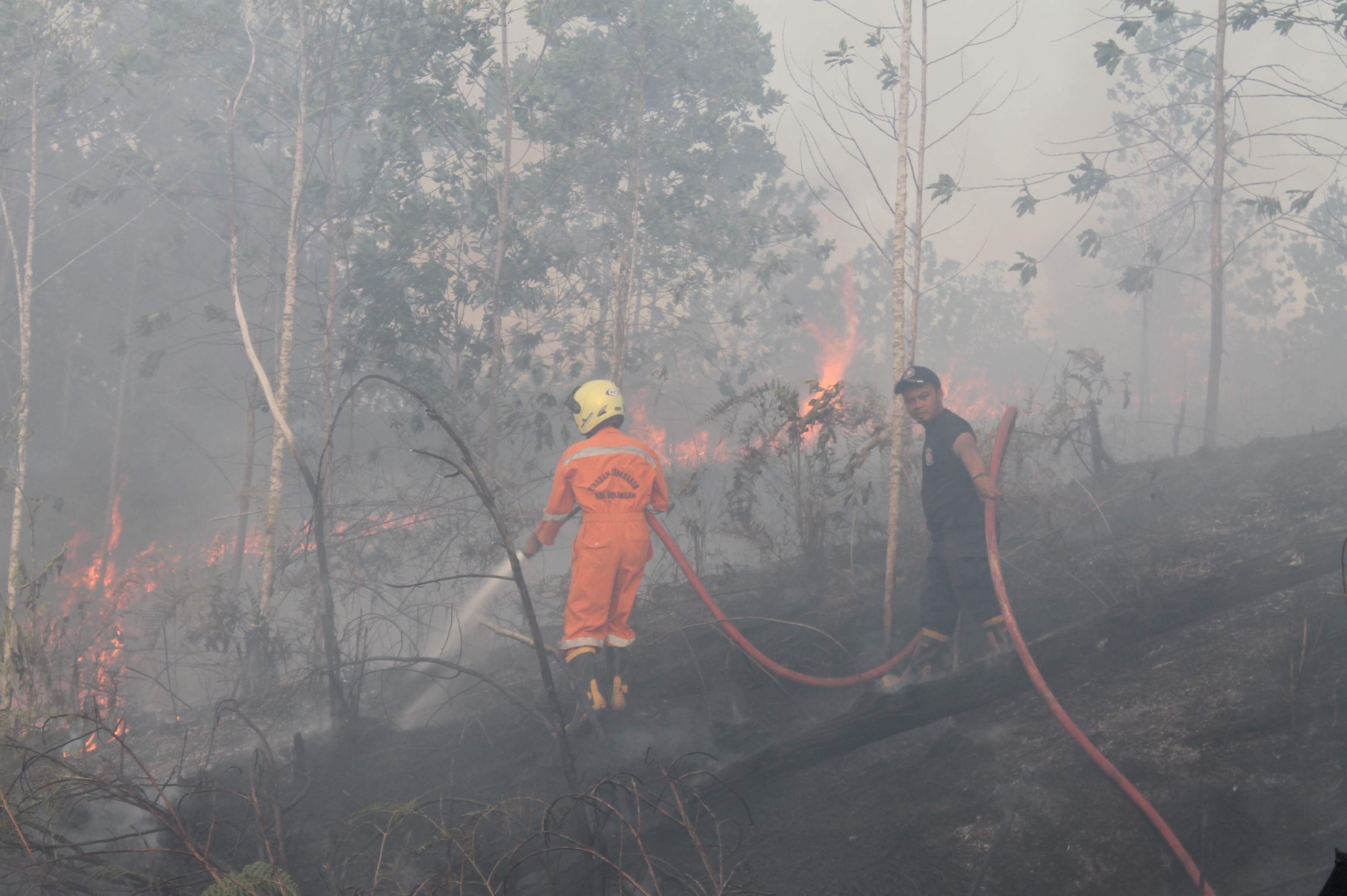 Infopublik Polda Kaltara Akan Bentuk Tim Operasi Cegah Karhutla