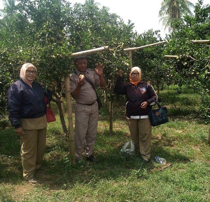 Infopublik Jeruk Bw Jadi Potensi Baru Desa Buanasakti