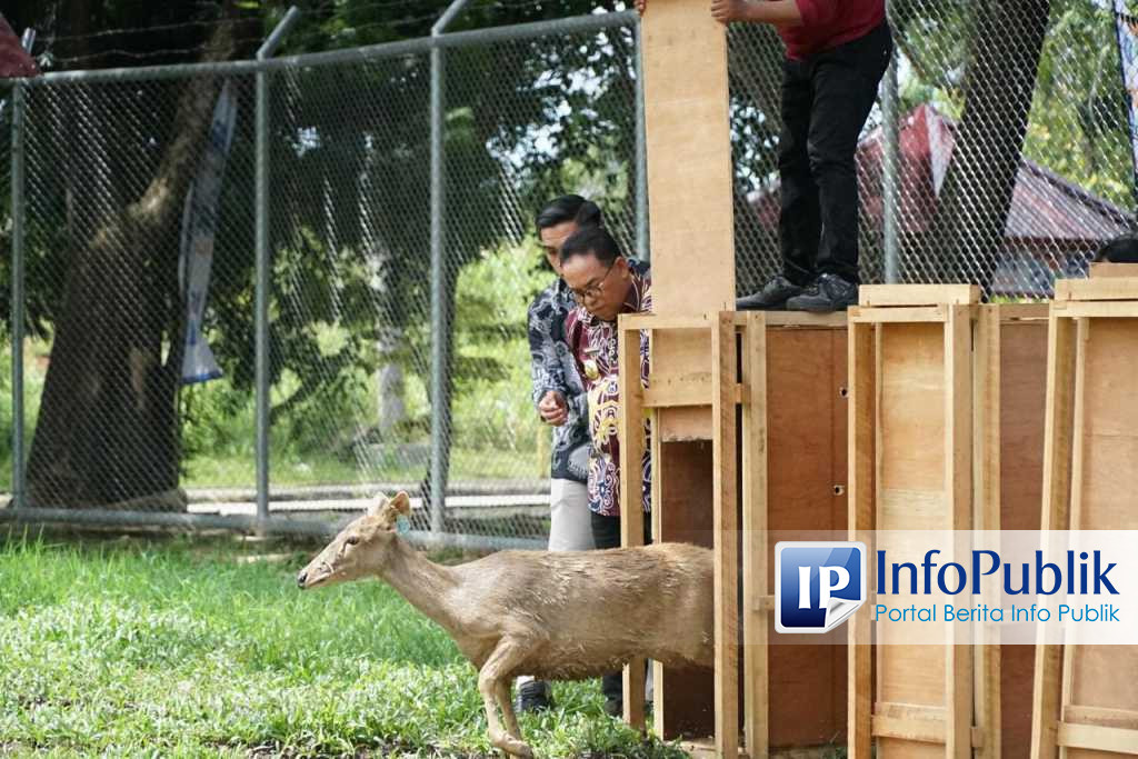 Infopublik Marbun Saksikan Pelepasan Rusa Sambar Ke Lokasi