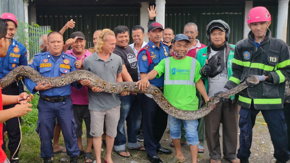 InfoPublik - Piton Sepanjang 5 Meter Dievakuasi Tim Damkar Dari Sebuah ...