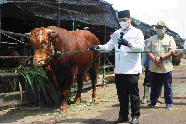 InfoPublik - Wagub DKI Serahkan Hewan Kurban Sapi Berbobot 950 Kg di RPH