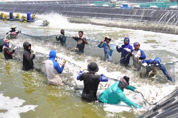 Infopublik Udang Vaname Masih Menjadi Primadona Di Gorontalo 