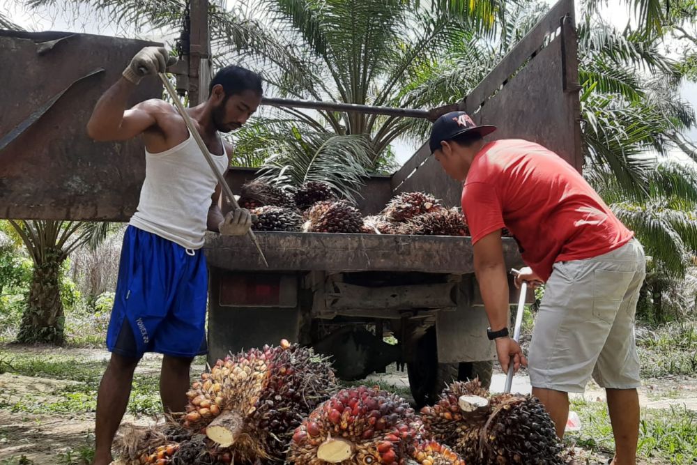 InfoPublik - Inilah Daftar Lengkap Harga TBS Kelapa Sawit Riau Periode ...