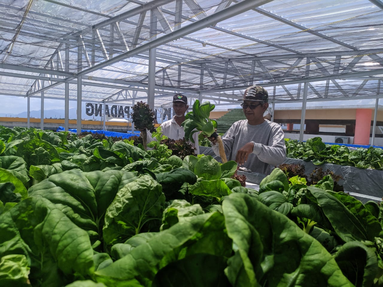 Tanaman Sayur Hidroponik Di  Rumah Hidroponik Dapat  Duit 