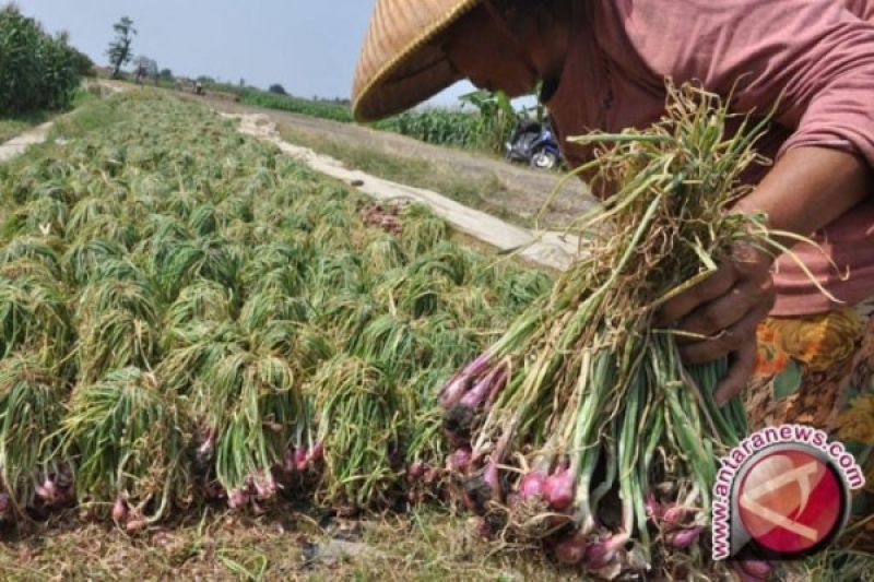 InfoPublik - Kemenkop UKM Dukung Petani Hortikultura Melalui Prinsip ...