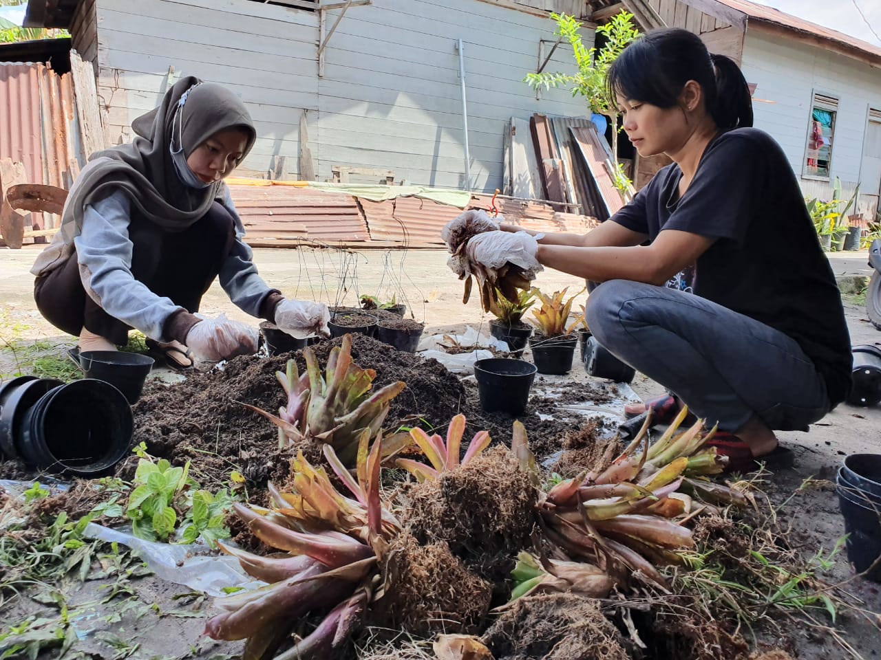 Infopublik Menyiapkan Tanaman Hias Jenis Bromelia