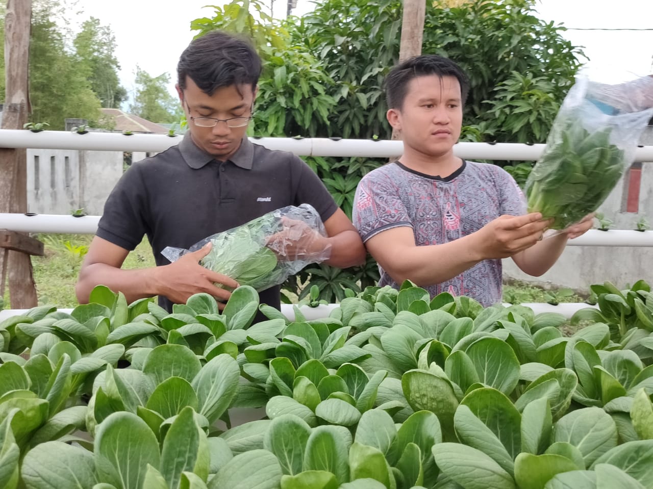 Infopublik Membungkus Sayur Sawi Sendok Pakcoy