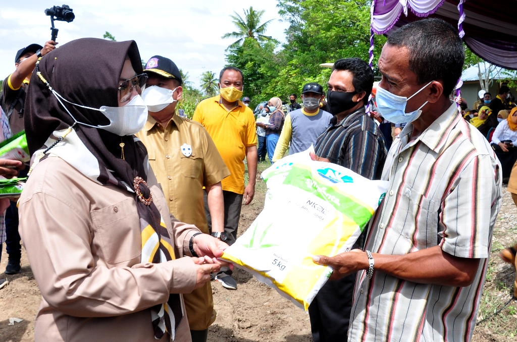 InfoPublik - BENIH JAGUNG HIBRIDA