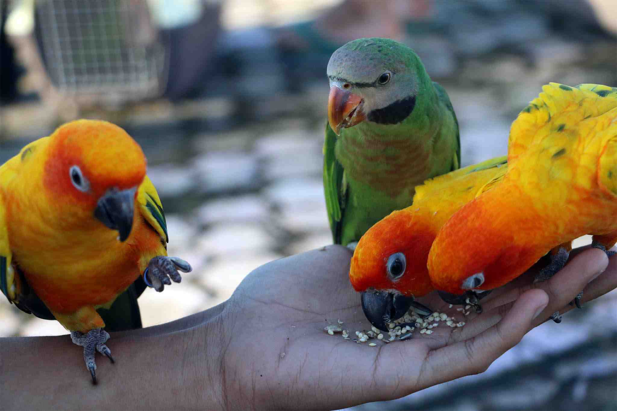 Burung deals sun conure