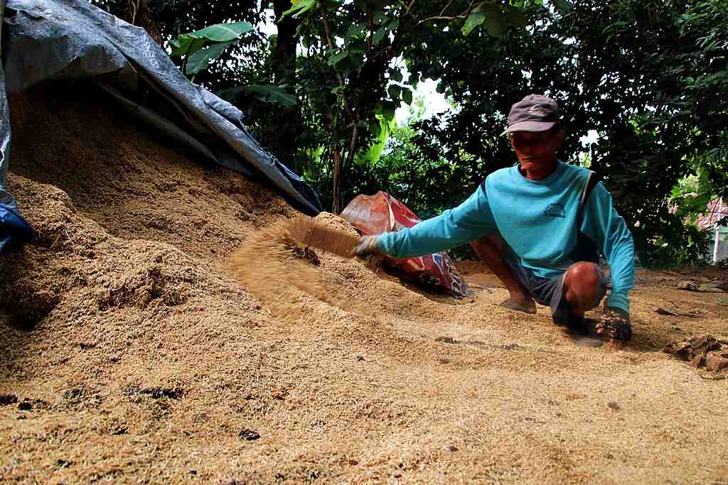 Infopublik Kumpulkan Sekam Padi