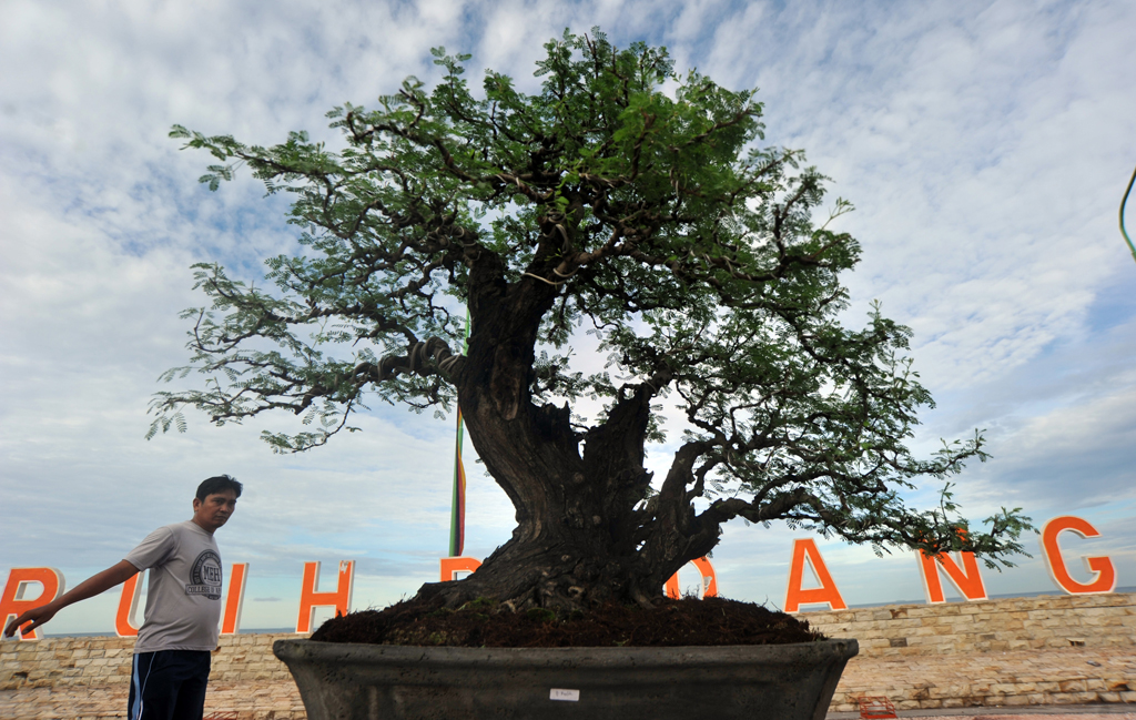 Infopublik Pameran Dan Bursa Bonsai 1880