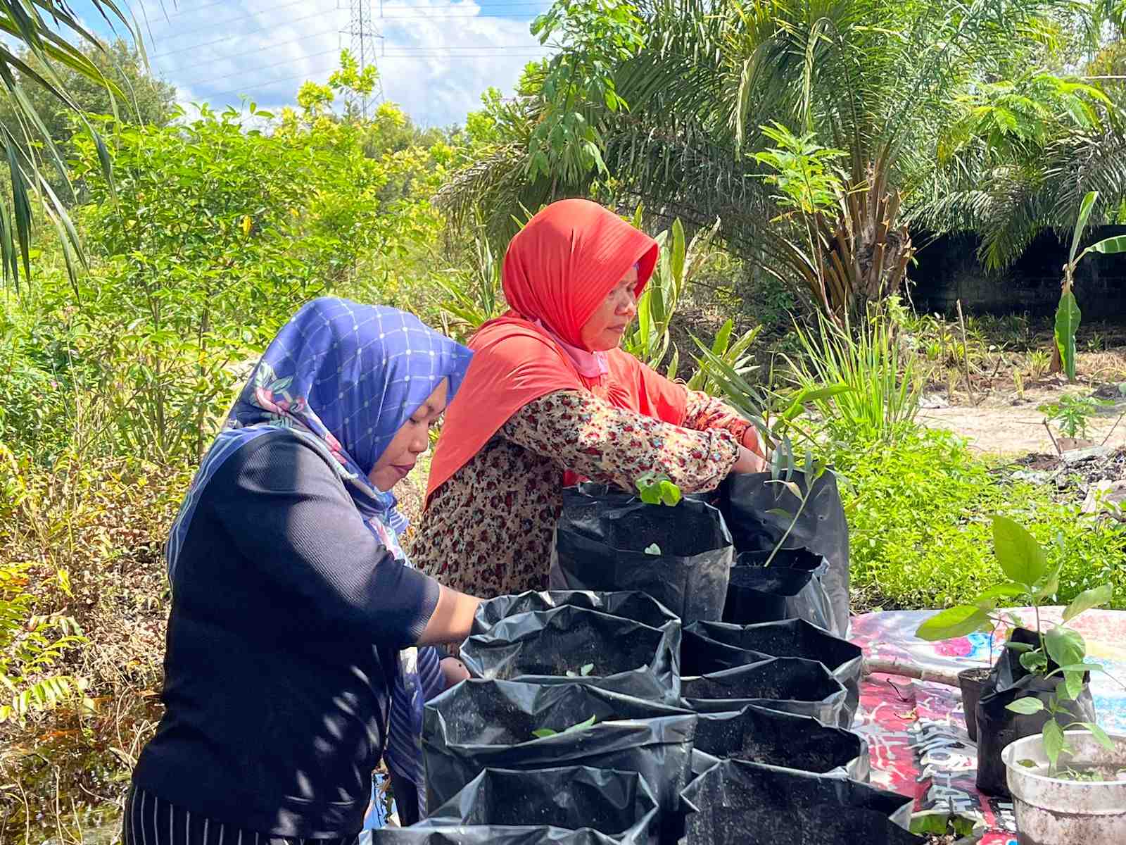 Infopublik Manfaatkan Pekarangan Jadi Kebun Sayur