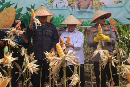 PANEN JAGUNG SERENTAK NASIONAL