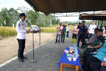 PANEN PADI DAN SYUKURAN