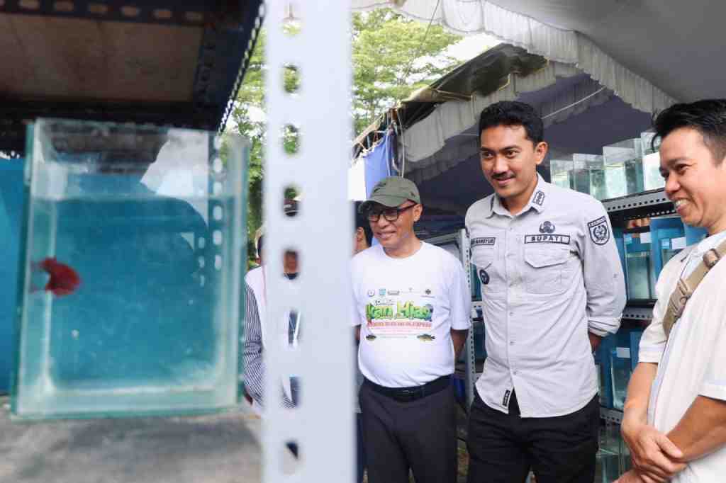 AMATI IKAN HIAS CUPANG