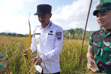 PANEN PADI DAN SYUKURAN