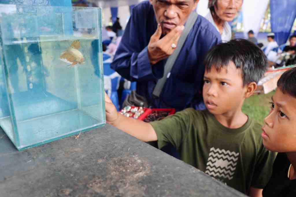 MELIIHAT IKAN HIAS CUPANG