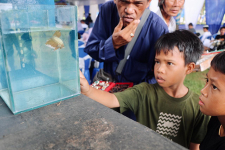 MELIIHAT IKAN HIAS CUPANG