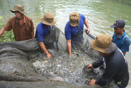 PANEN IKAN PAPUYU