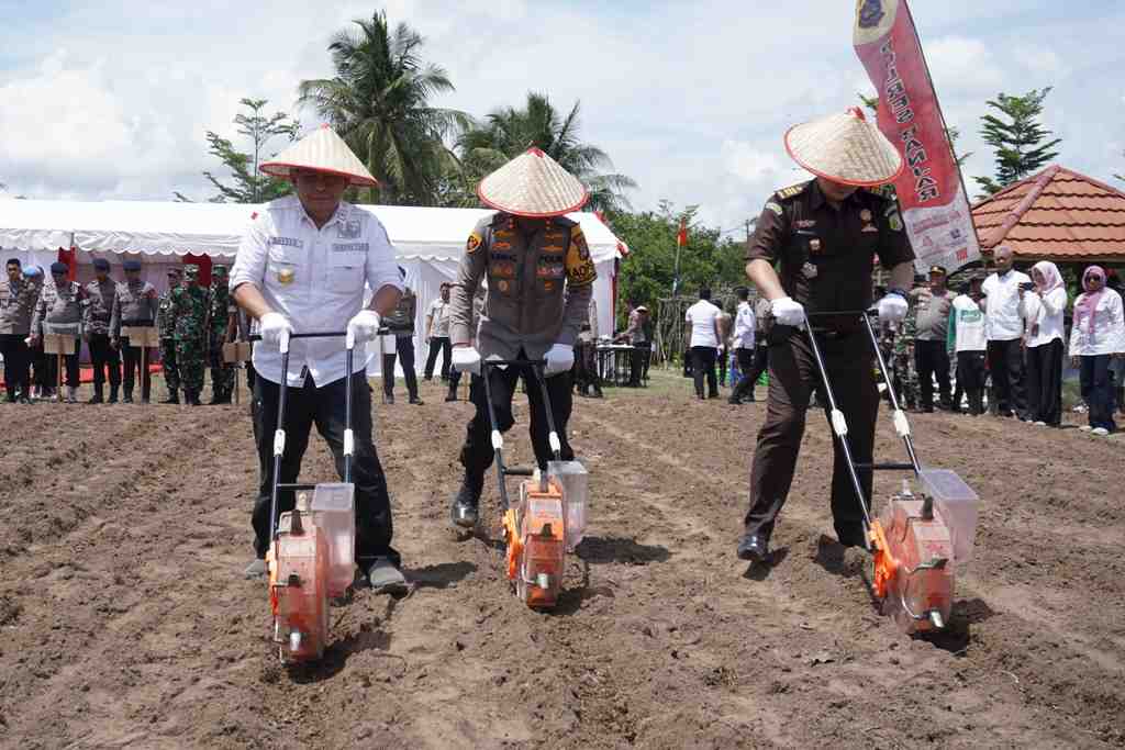 PENANAMAN BIBIT JAGUNG