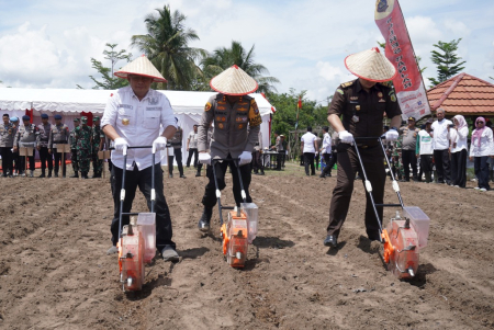 PENANAMAN BIBIT JAGUNG