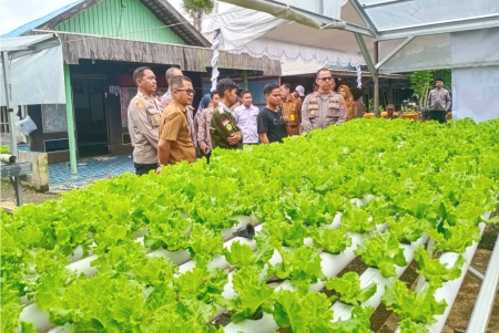 BUDIDAYA SELADA HIDROPONIK