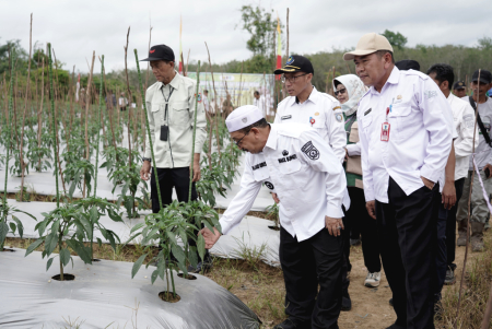 PENINJAUAN BUDIDAYA CABAI